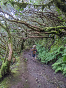 Wandern in Teneriffa - Nebelwald